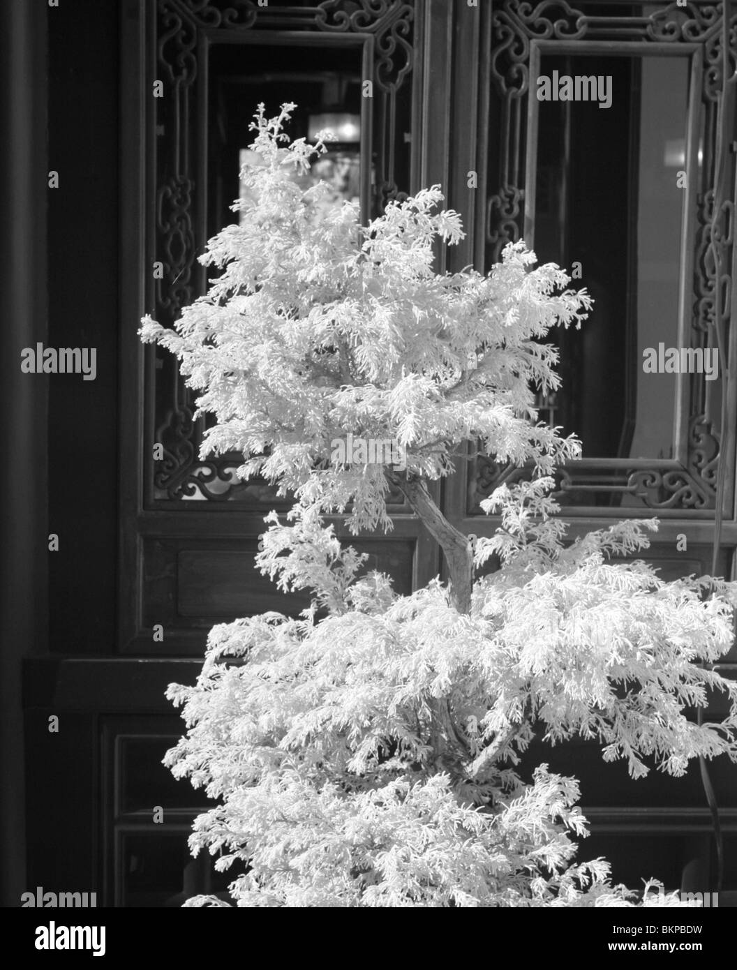 Portland Oregon Chinese Garden, Black and White Infrared Stock Photo