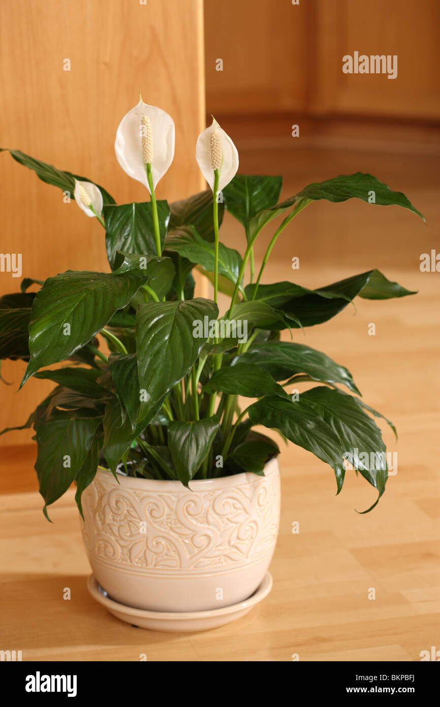 Peace Lily, Spathiphyllum Stock Photo