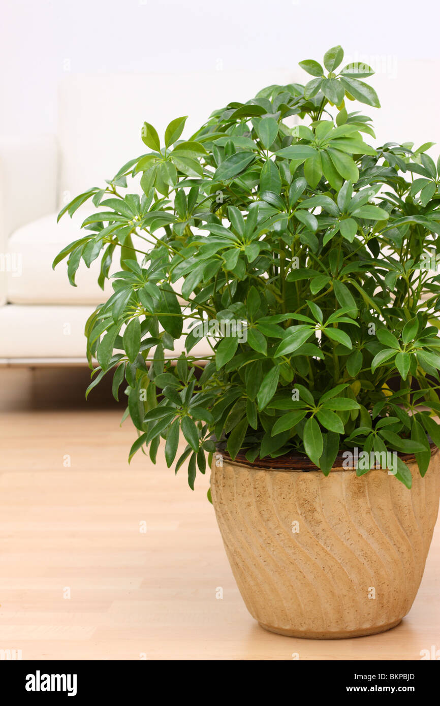 Arboricola, Schefflera Arboricola, Dwarf Umbrella Tree Stock Photo