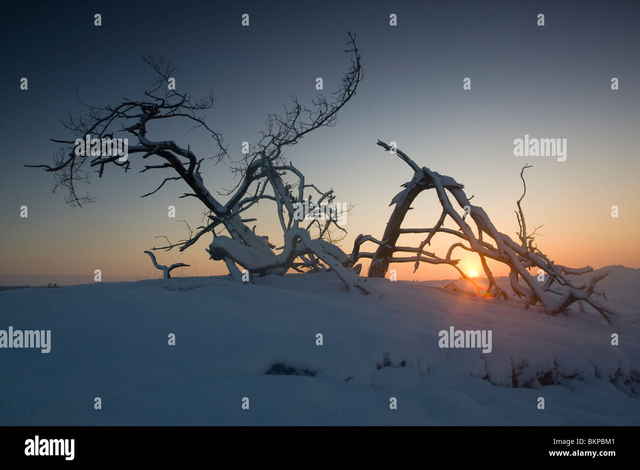 Dead tree covered in sand hi-res stock photography and images - Alamy