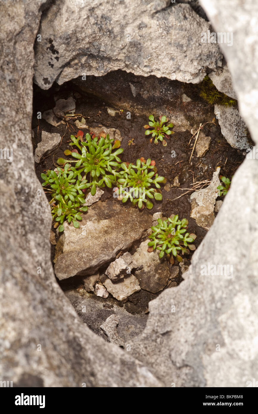 Rue-leaved saxifrage (Saxifraga tridactylites) growing in the limestone pavement at Malham Cove in the Yorkshire Dales, Uk Stock Photo