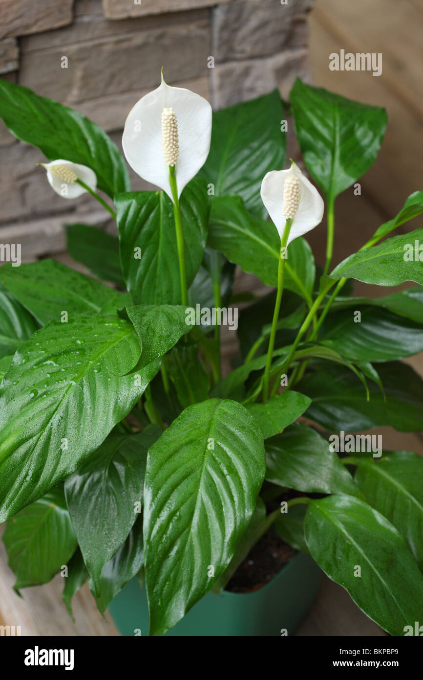 Peace Lily, Spathiphyllum Stock Photo