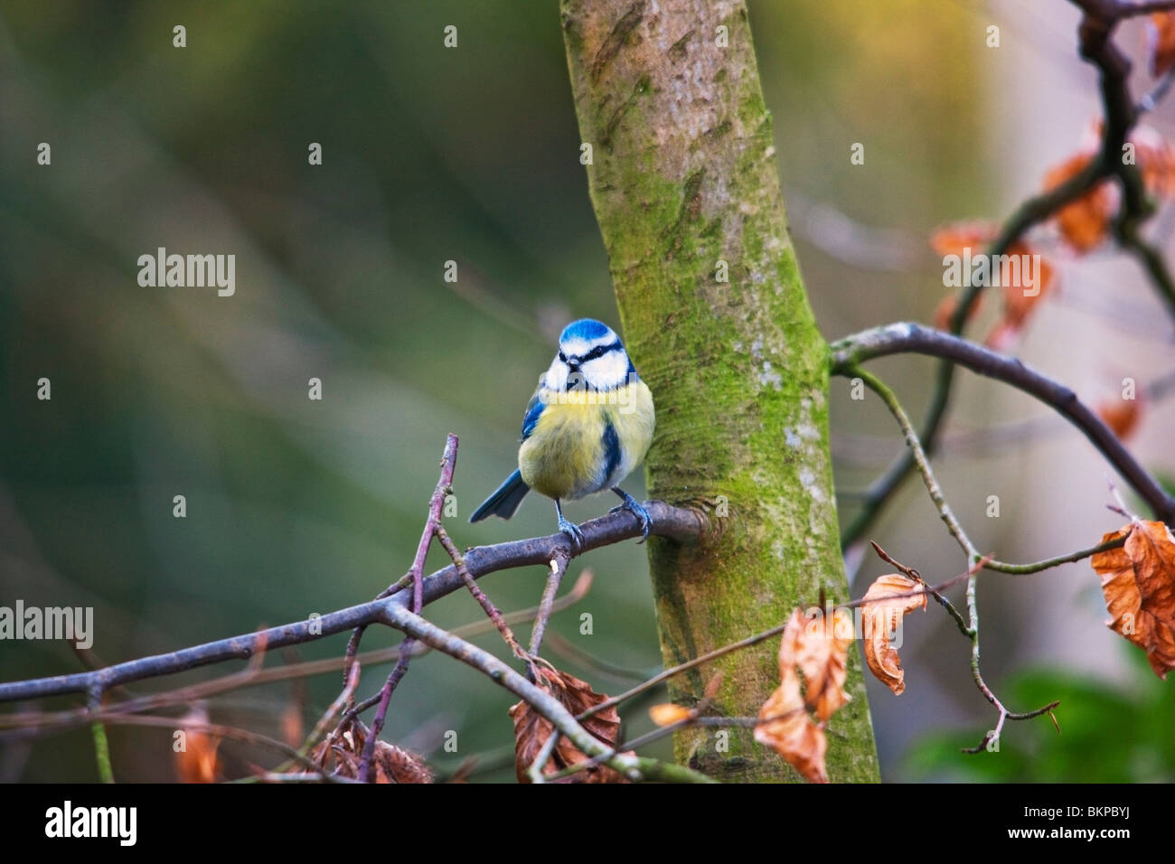 Northumberland, England; A Tit (Paridae) Sitting On A Tree Branch Stock ...