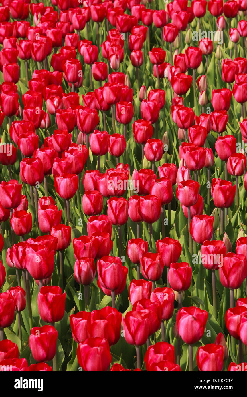 Red Tulips from Holland Stock Photo - Alamy