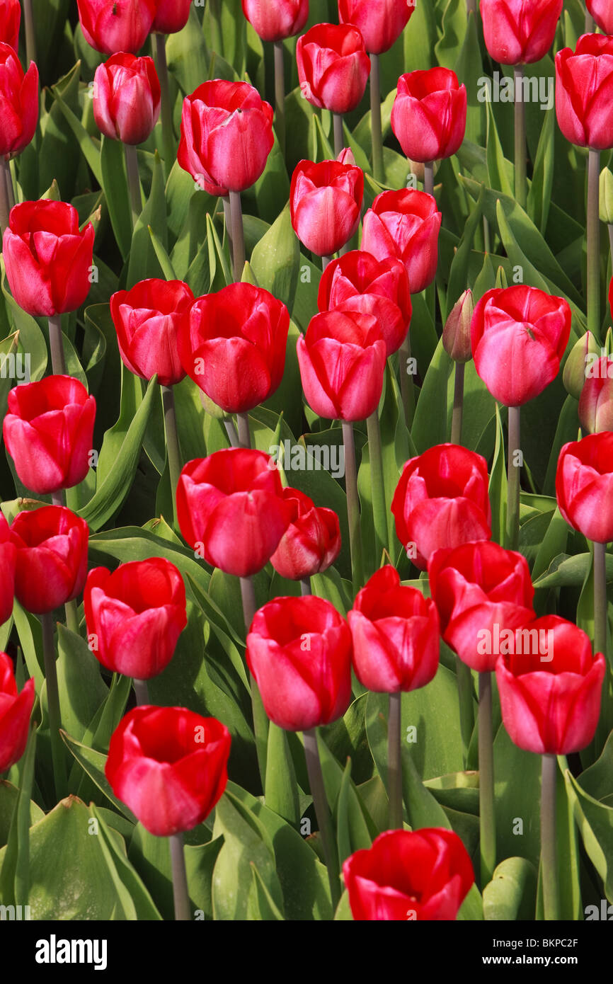 Red Tulips from Holland Stock Photo - Alamy