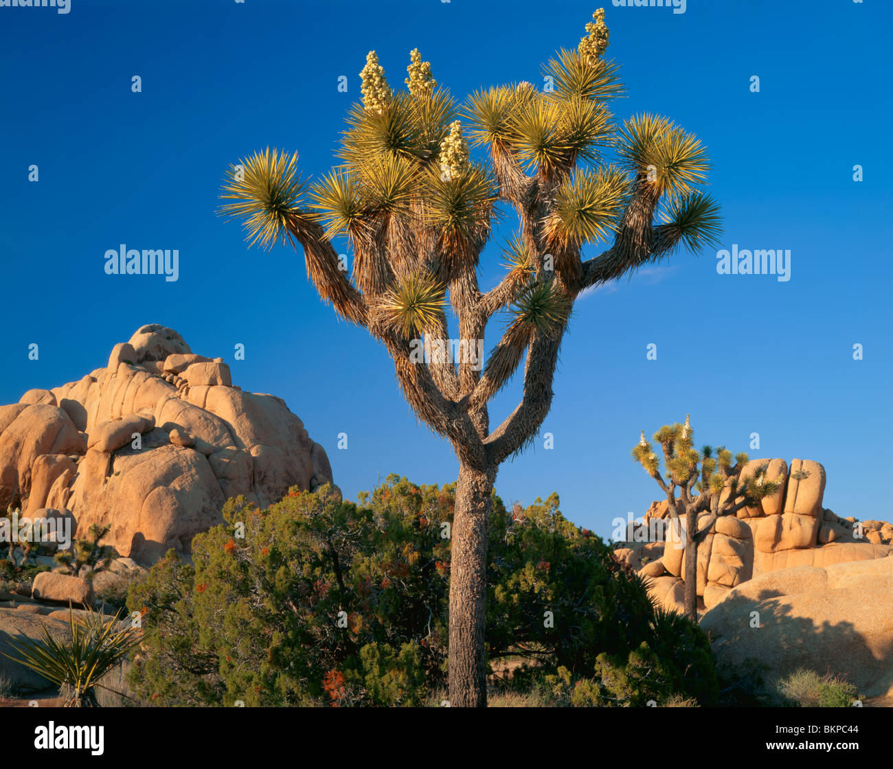 Joshua Tree National Monument, CA Joshua Tree (Yucca brevifolia) near
