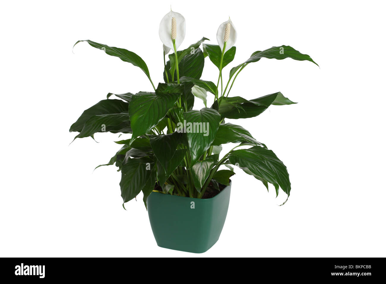 Peace Lily, Spathiphyllum Stock Photo