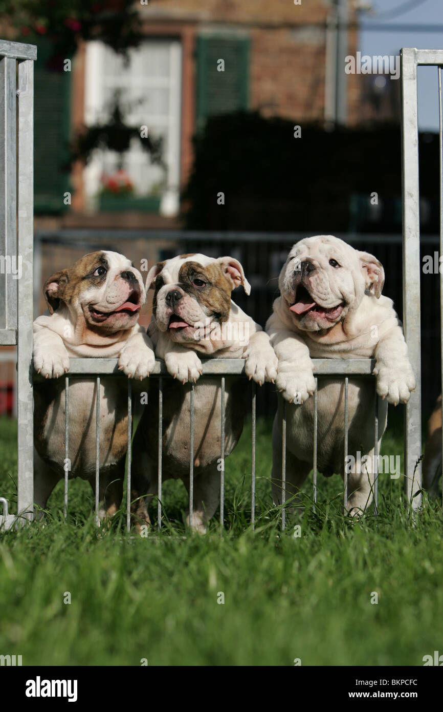 greenfield english bulldog puppies