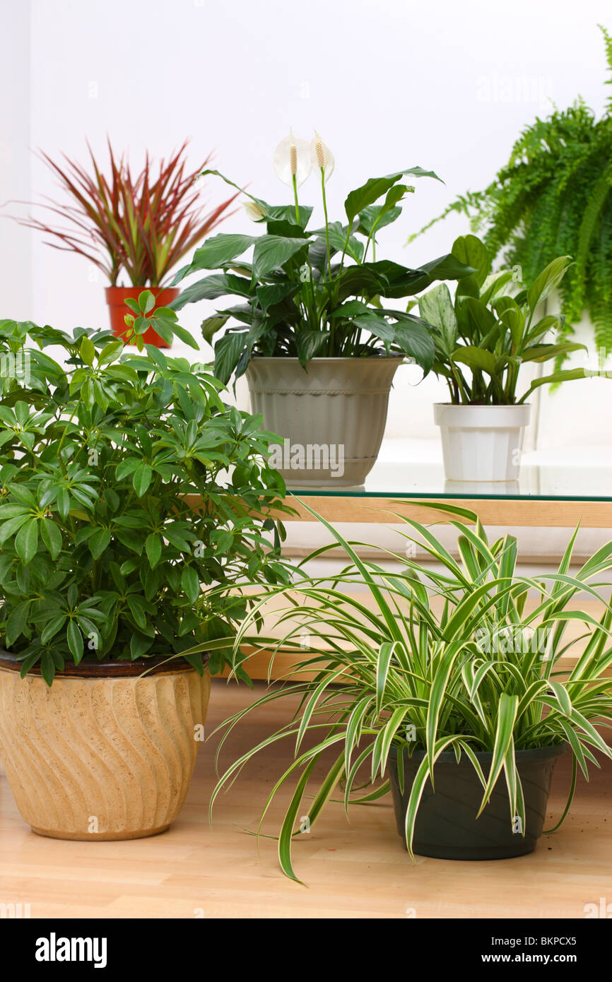 Group of tropical houseplants Stock Photo