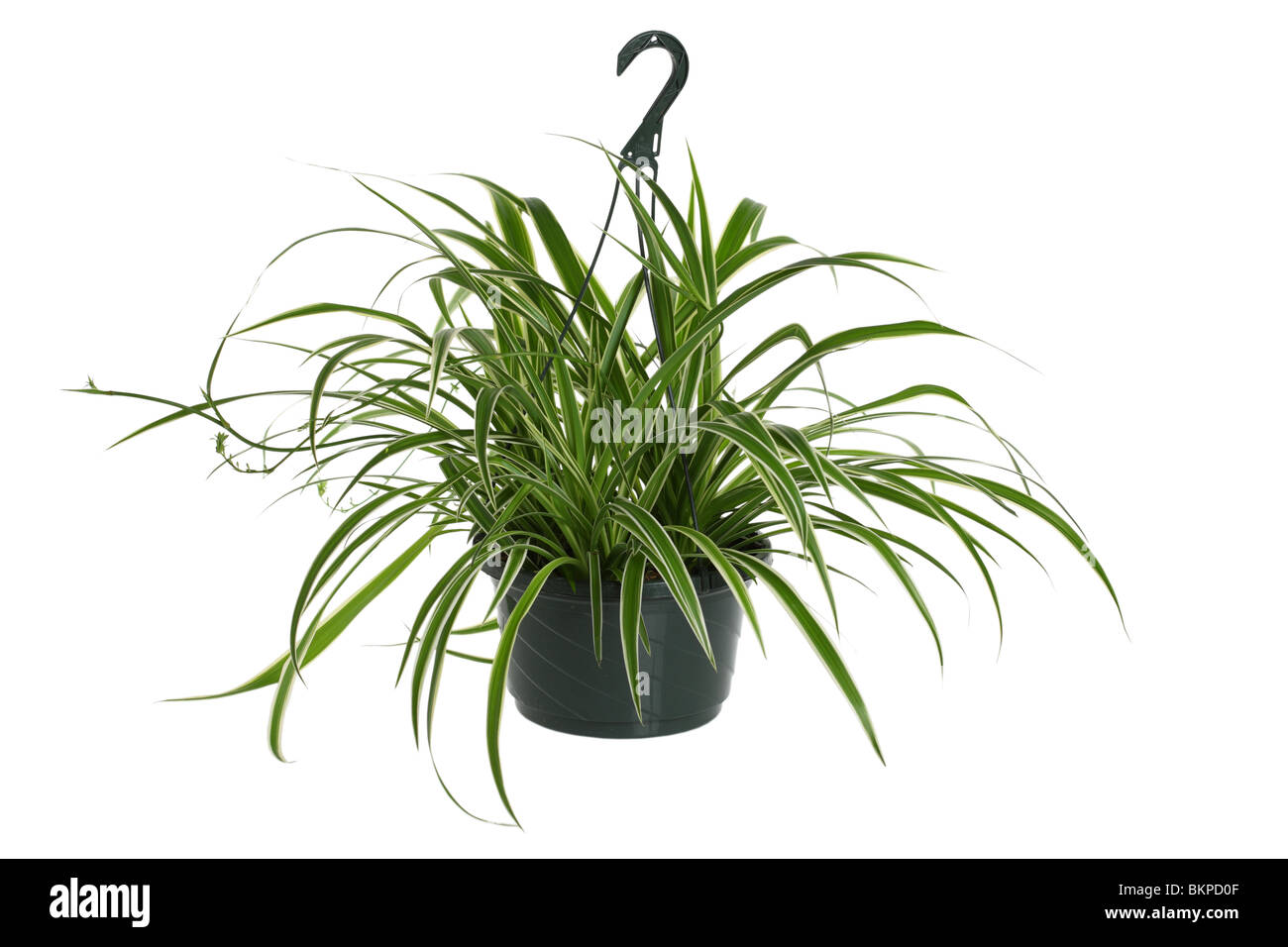 Spider Plant Chlorophytum Comosum Stock Photo Alamy
