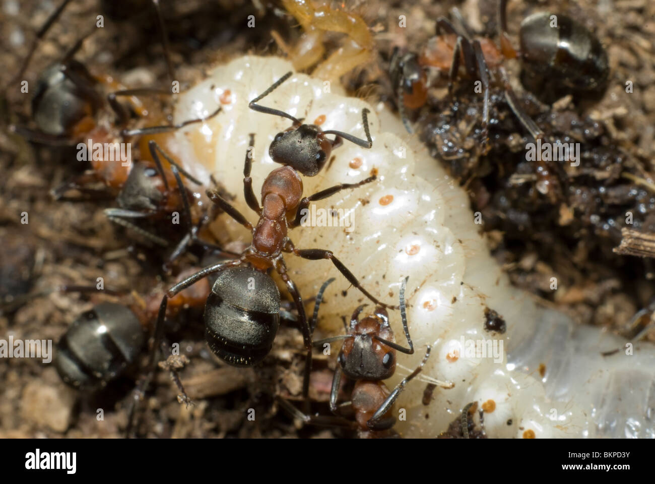 Ants killing the grub Stock Photo Alamy