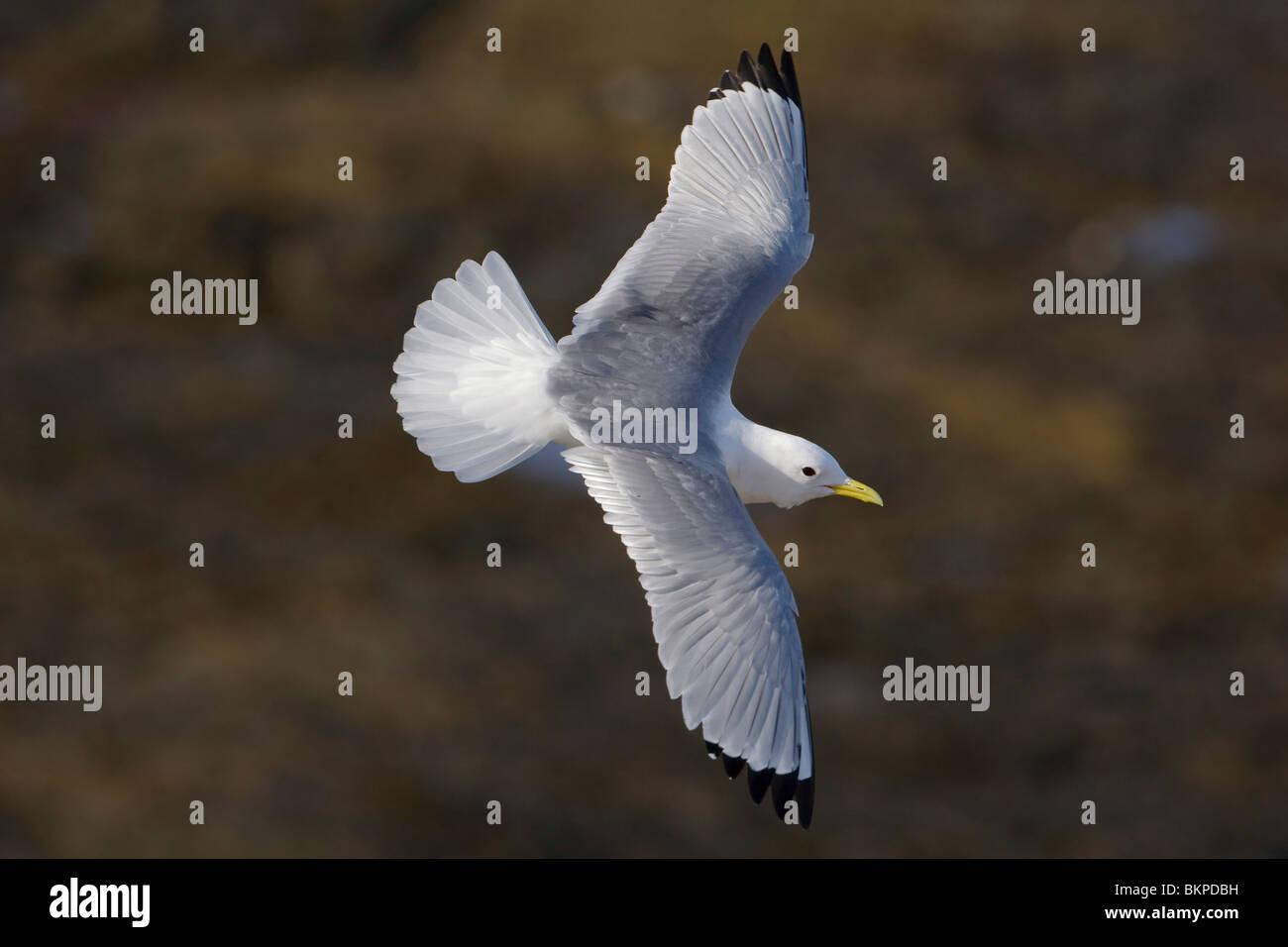 Staart Showing tail; Staart spreidend Stock Photo - Alamy