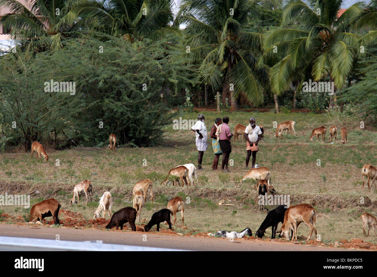 A goat farm in a rural south indian villag of thirunelveli in tamilnadu indiaasia