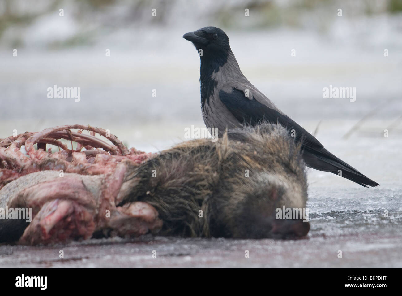 Bonte kraai bij een grotendeel reeds opgegeten dood wild zwijn op het ijs; Stock Photo