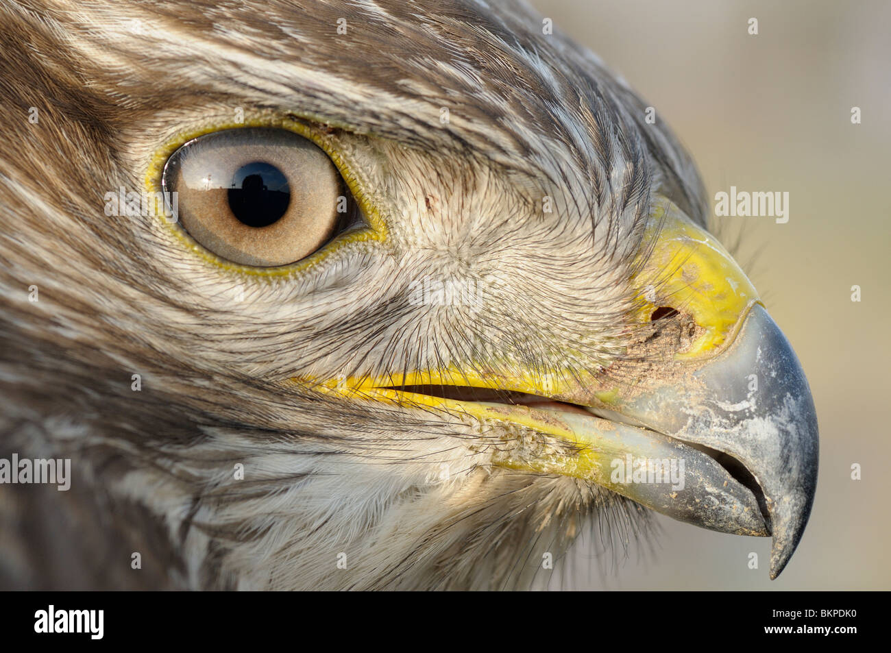 Headshot of a Buzzard, caught for banding Stock Photo