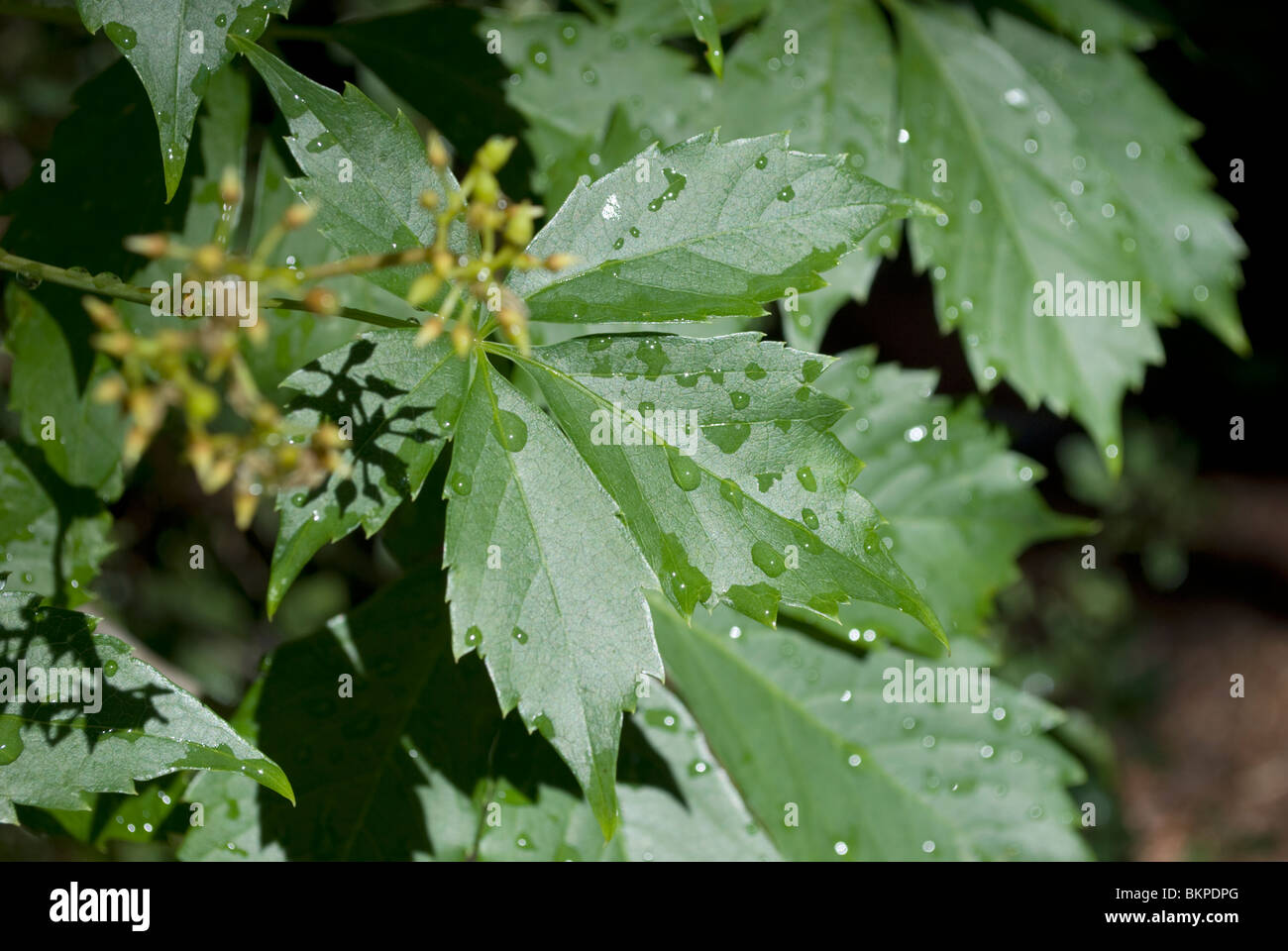 The leaves of a Box Elder native to New Mexico (Acer negundo interius) with water droplets from a recent rainstorm. Stock Photo