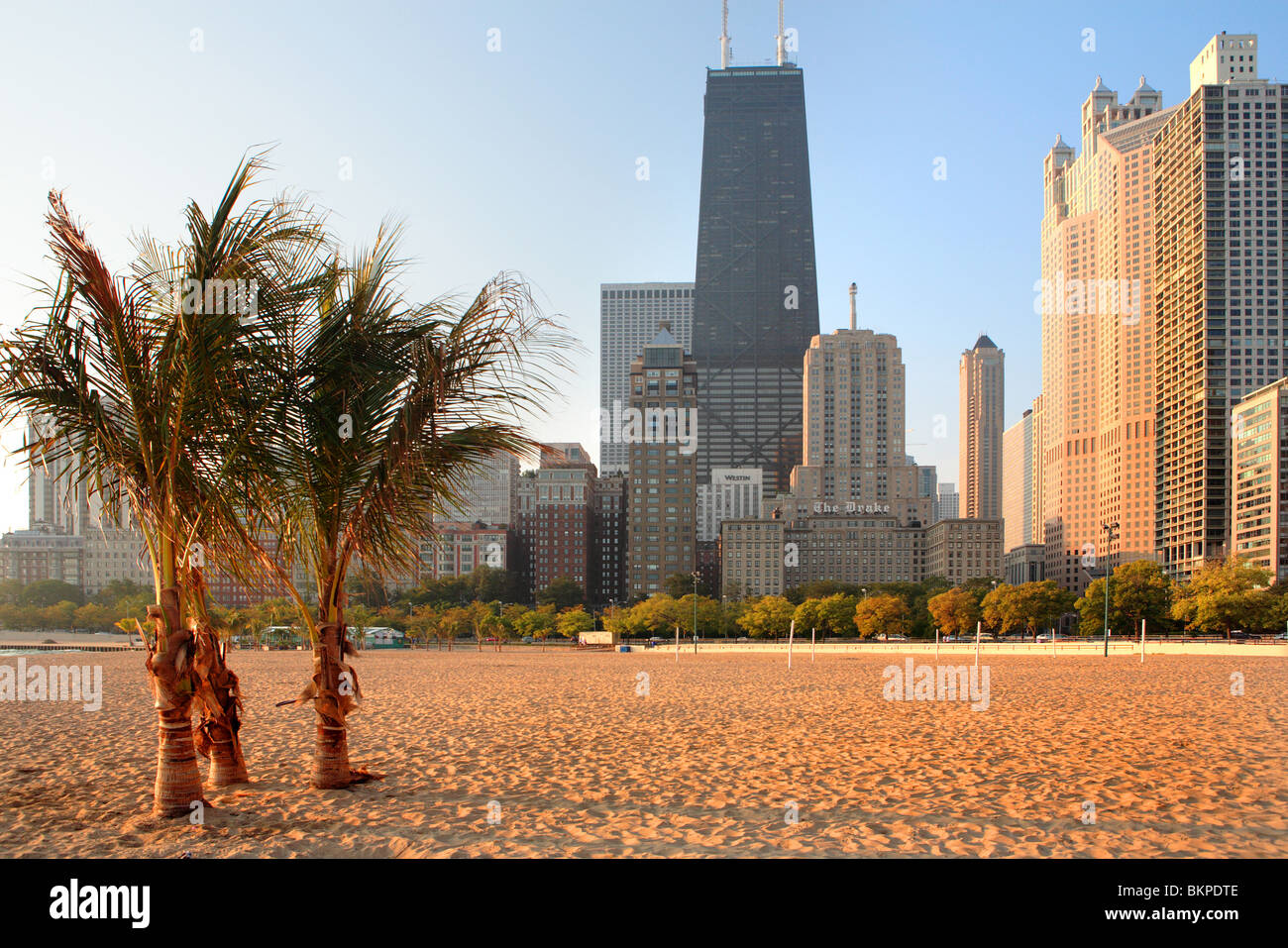PALM TREES ON OAK STREET BEACH AT THE LAKEFRONT IN DOWNTOWN CHICAGO, ILLINOIS, USA  Stock Photo