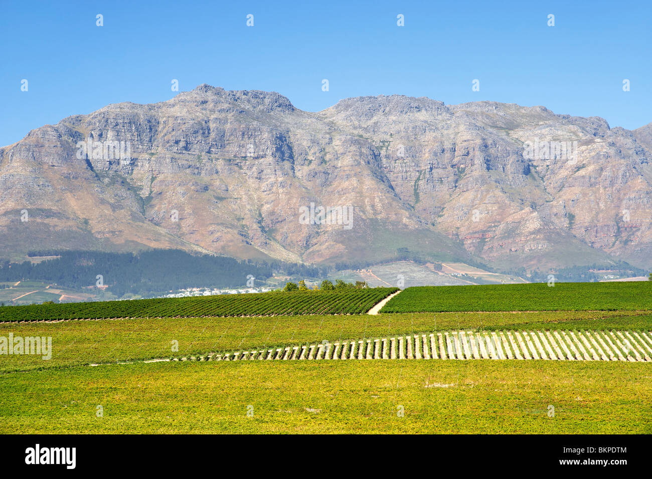 View across vineyards of the Stellenbosch district, Western Cape Province, South Africa. Stock Photo