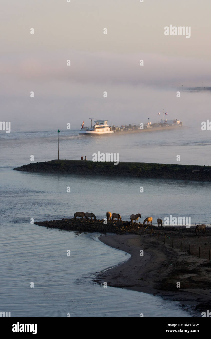 Sfeervolle mistige vroege morgen aan de Waal bij Nijmegen met rijnaak, Koniks en kribben in de rivier, Scenic eary morning at the Waal with fog, a boat, wild horses and groynes Stock Photo