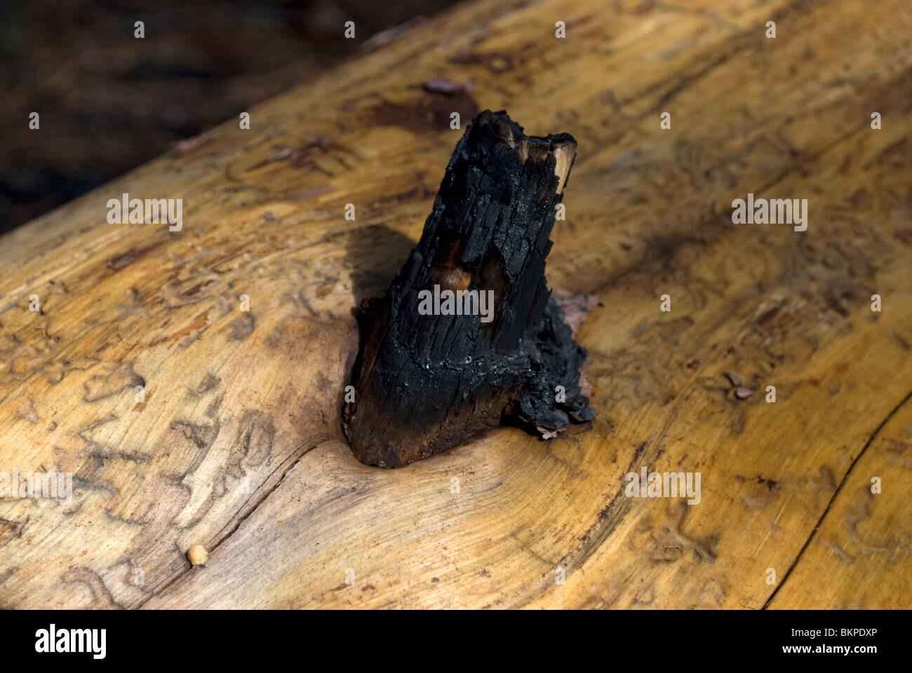 A fallen Southwestern Ponderosa Pine (Pinus brachyptera) stripped of its bark with the attached remains of a burnt branch. Stock Photo