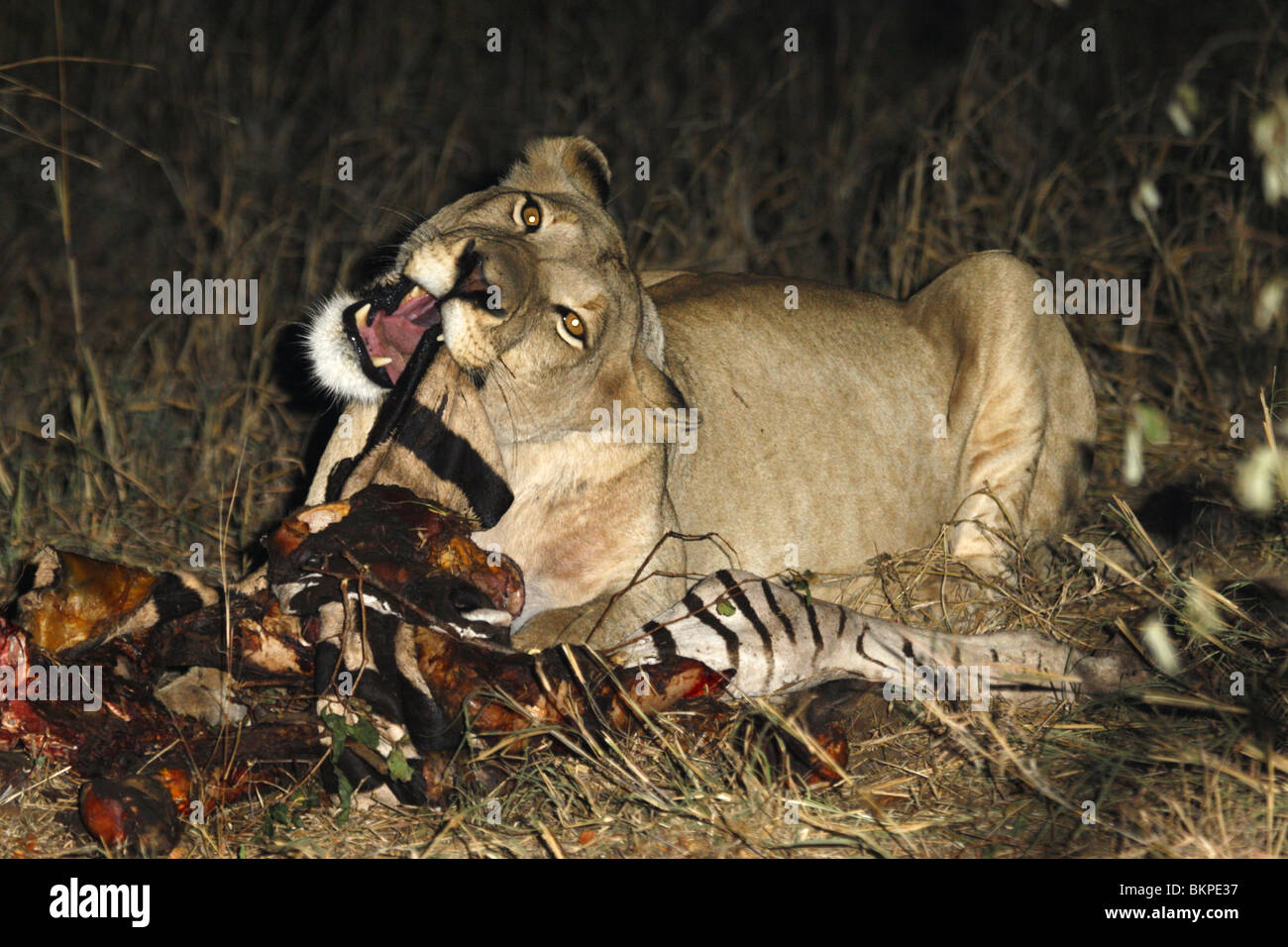 African Lioness feeding at night on a zebra kill, south, africa Stock Photo