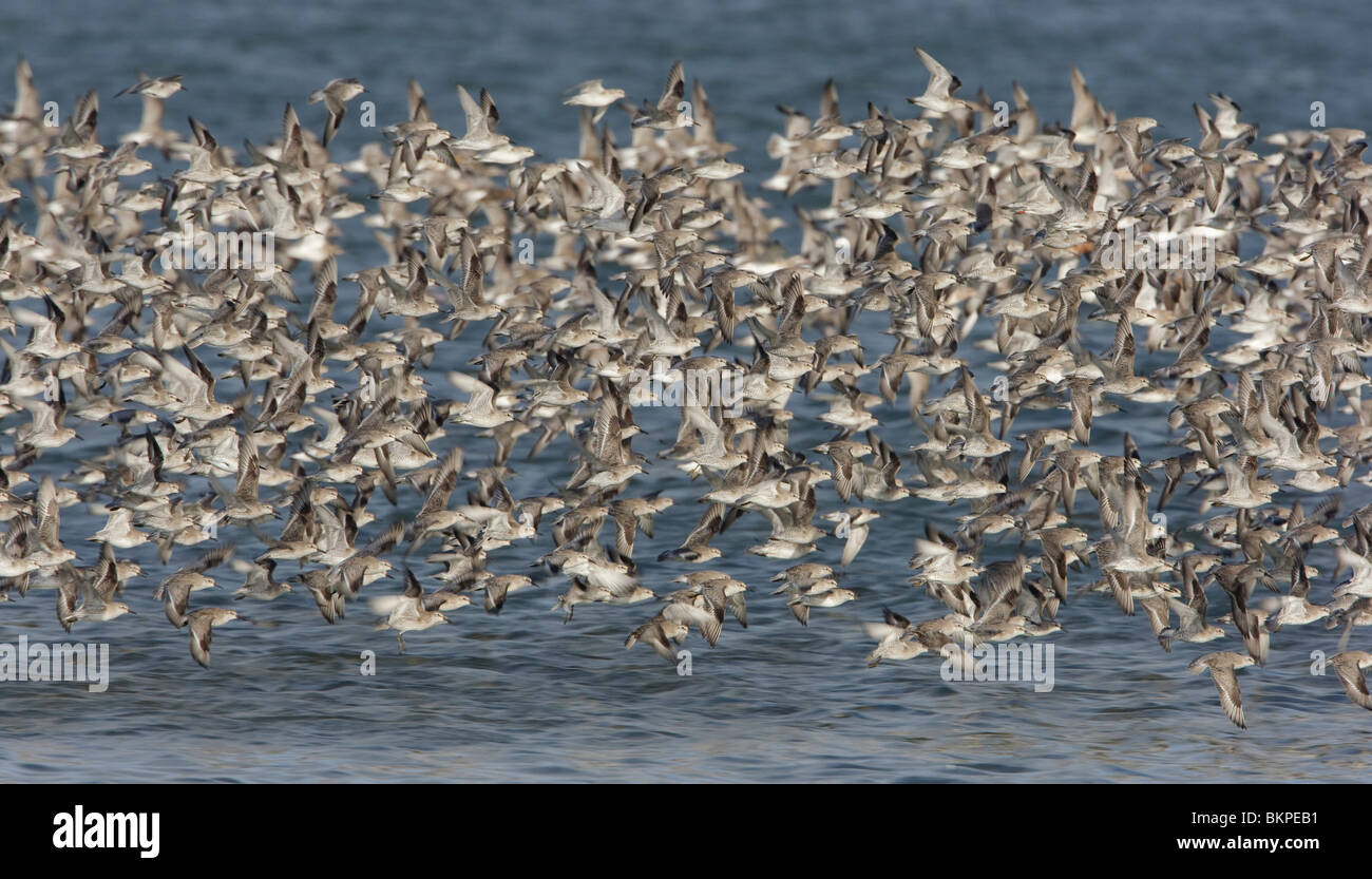 Large group on the wing; Massaal vliegend Stock Photo