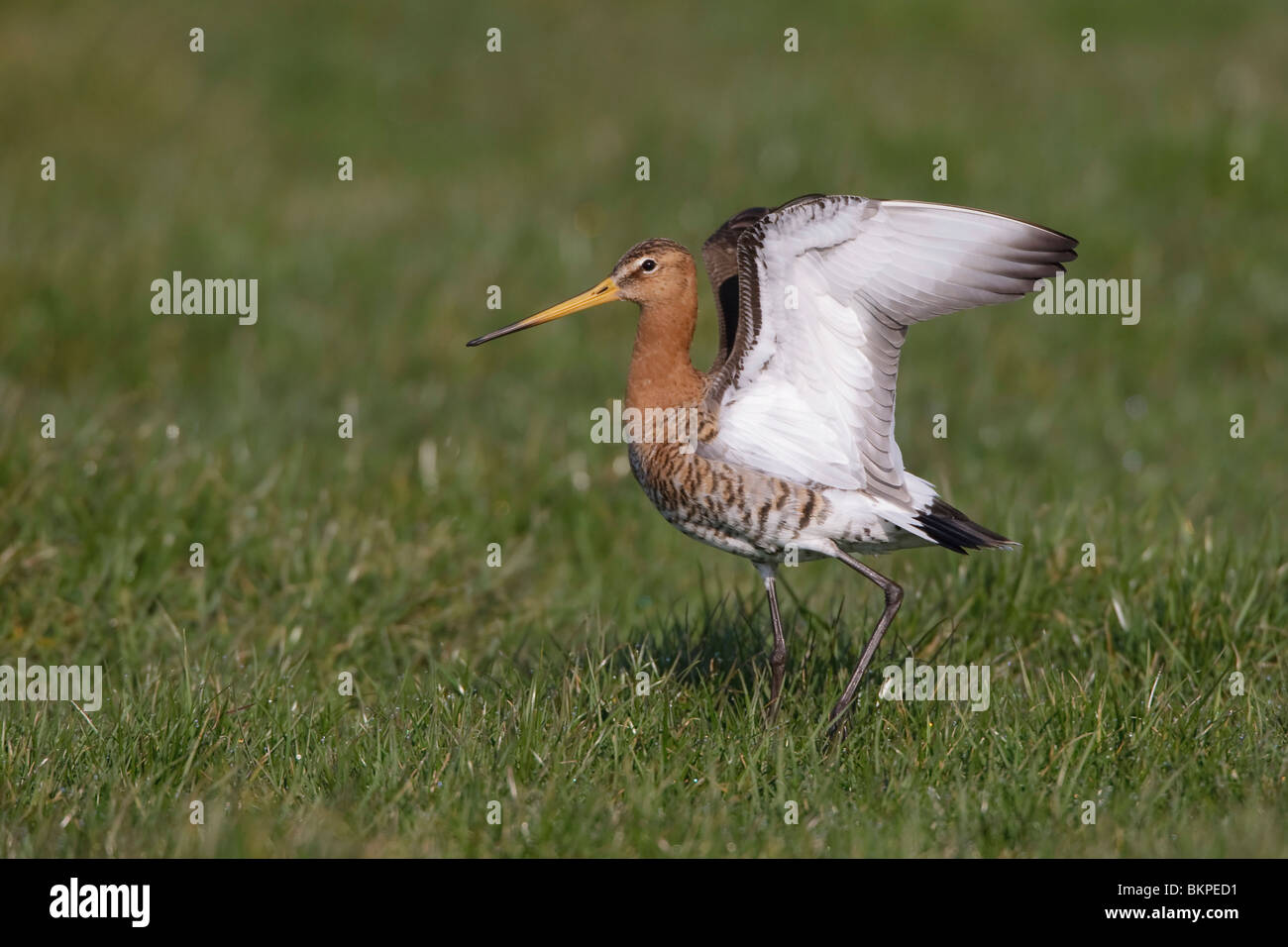 Male showing his underwings; Mannetje laat zijn ondervleugels zien Stock Photo