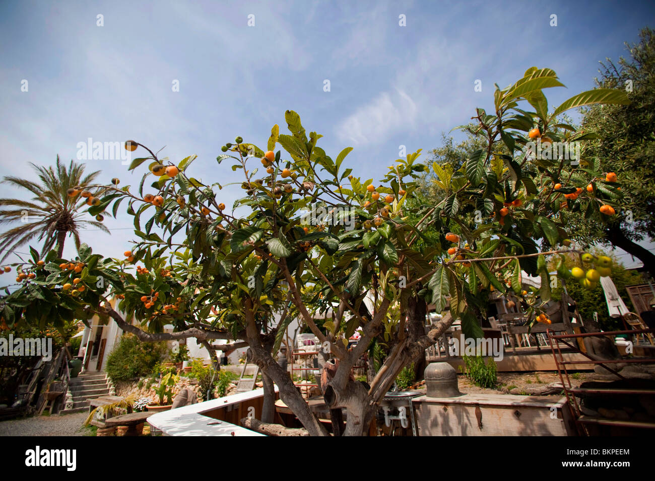 loquat-eriobotrya-japonica-medlar-family-ripe-orange-fruits-on-tree