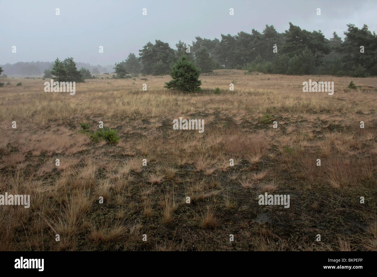 The edge of the sanddrift, lichens, grasses and firs. Here during rainfall. Stock Photo