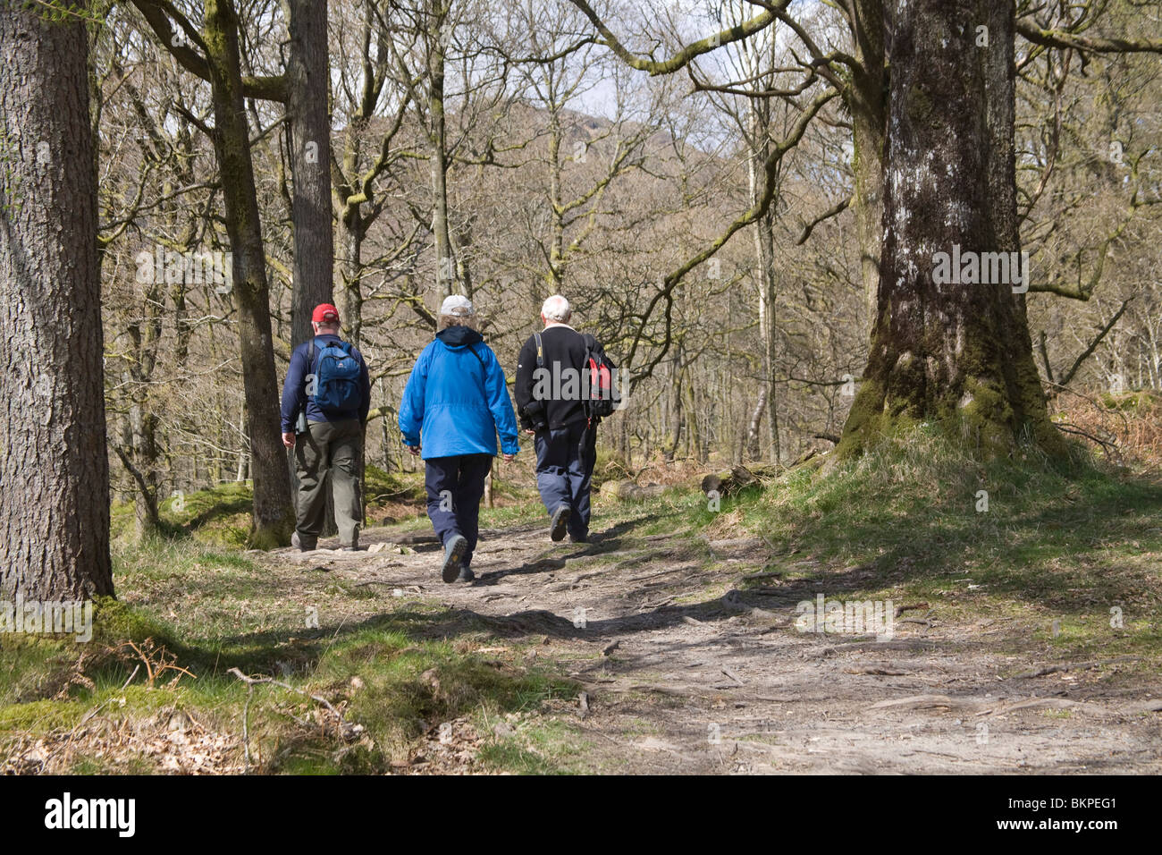 Lake District Cumbria England UK Three elderly walkers walking through a wooded area on a public footpath Stock Photo