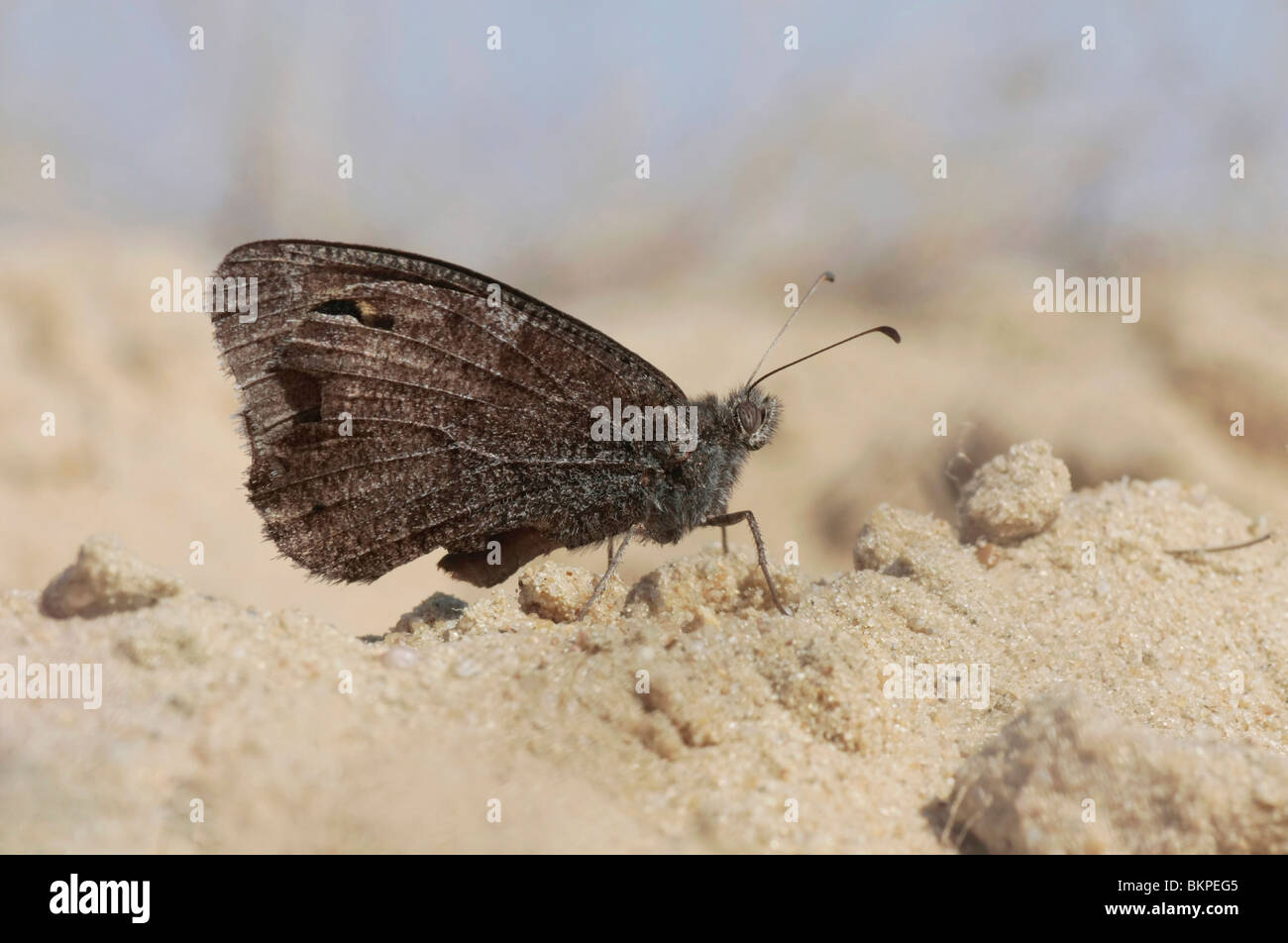 Kleine Heivlinder zittend in het zand van zijn natuurlijke biotoop; Hipparchia statilinus in its natural environment Stock Photo