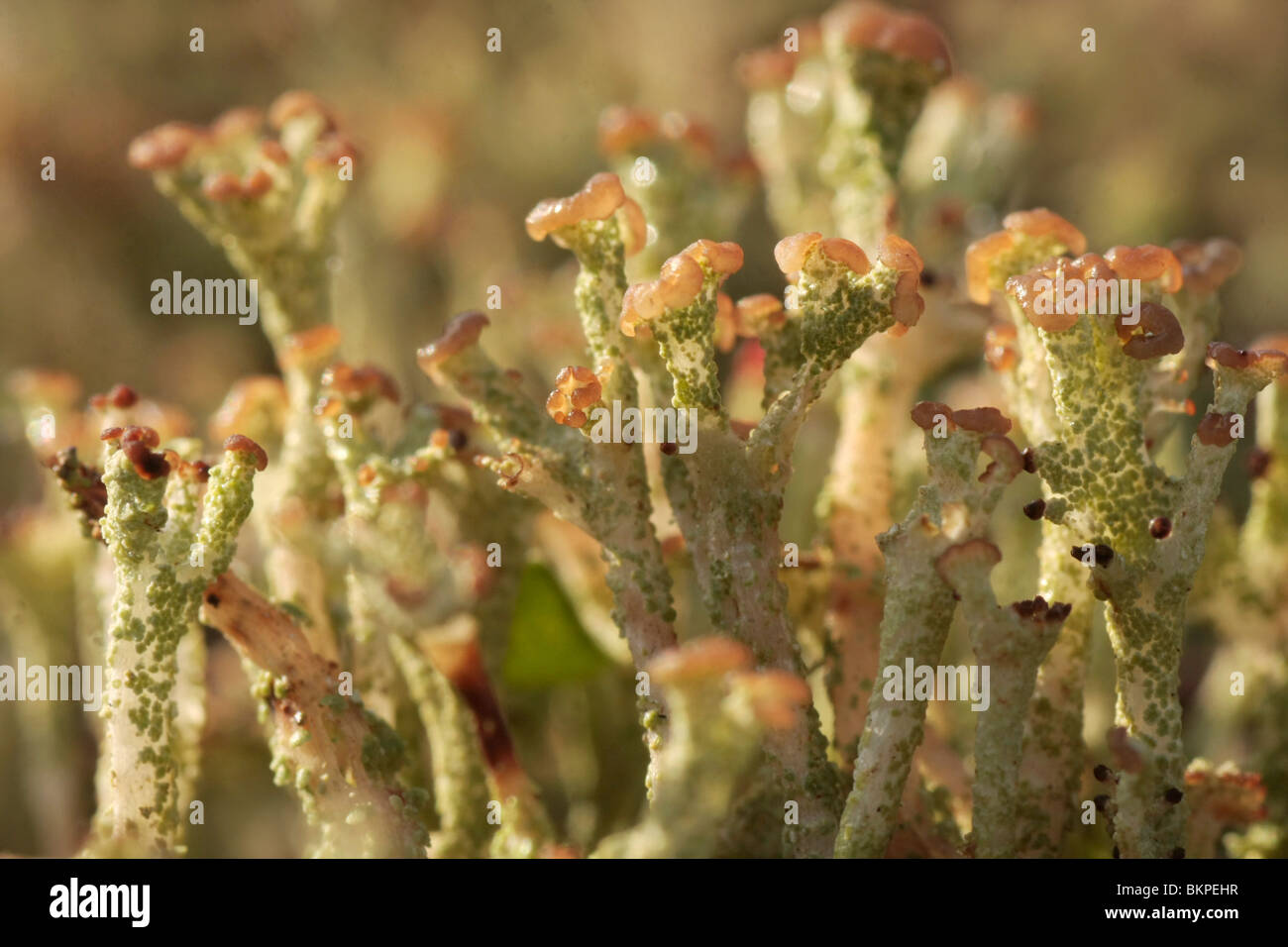 Rafelig bekermos, macro opname; Cup lichen Stock Photo