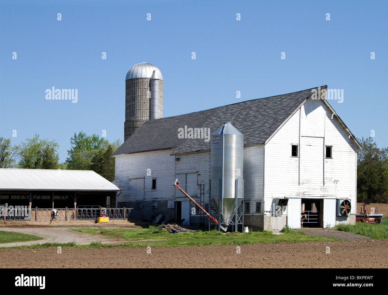 A working dairy farm with outdoor trough. A silo and white barn and a one lone cow at the trough. Stock Photo