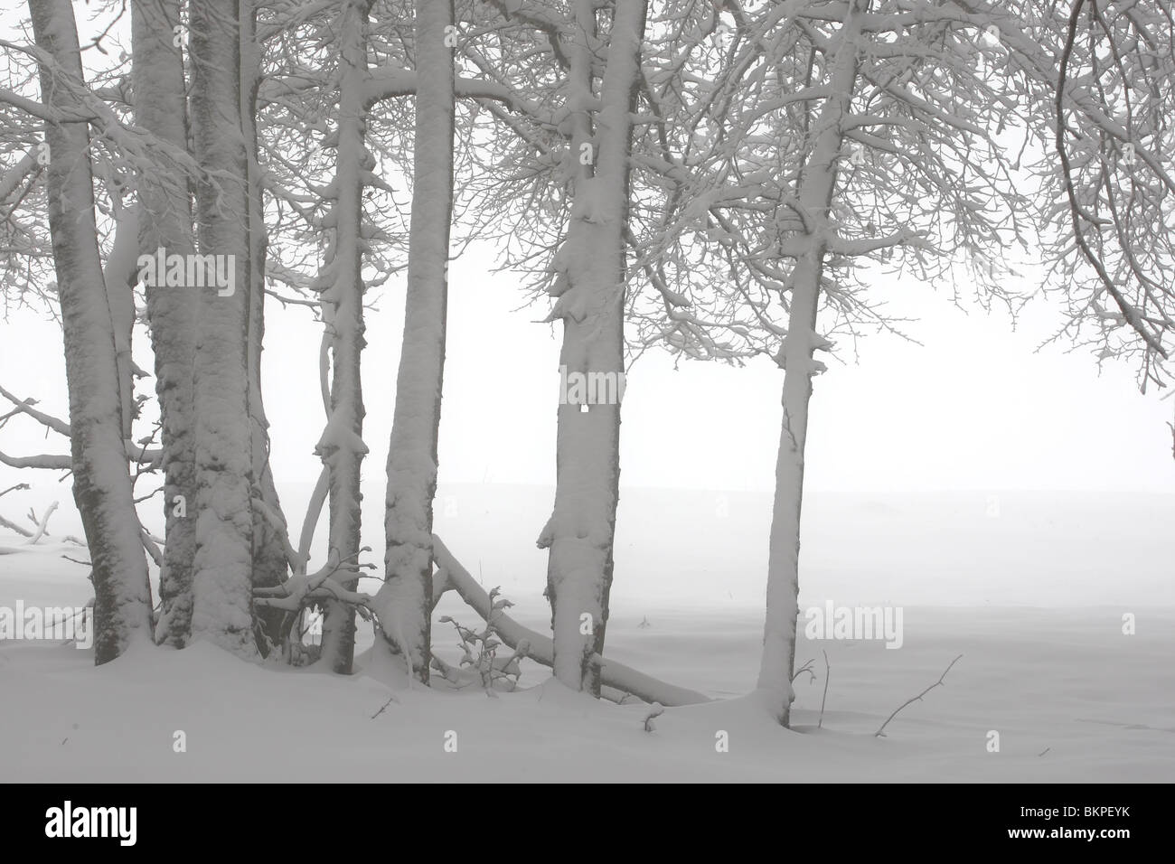 Met sneeuw bedekte bomen in mist in winter, Frankrijk Snow covered trees in mist in winter, France Stock Photo