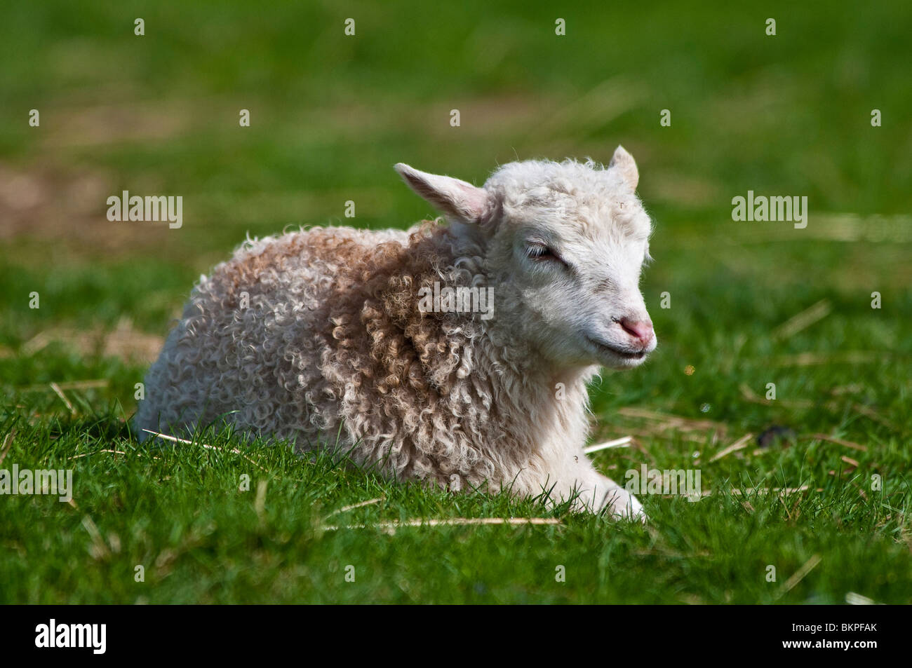 Lamb, Domestic Sheep, Ovis aries Stock Photo