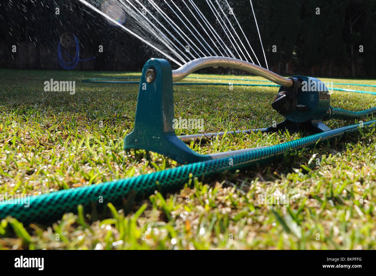 Watering a couch grass garden. Stock Photo