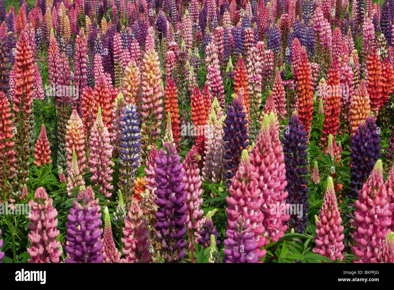 field with lupines in many colours Stock Photo