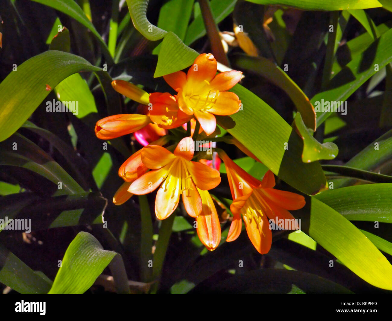 Clivia Miniata. Orange lily native to southern Africa. Stock Photo