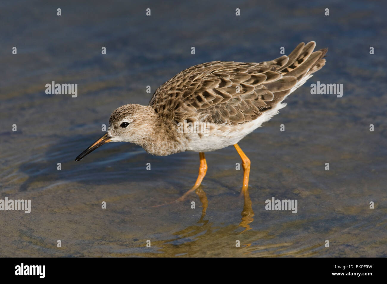 Red Fo Ruff Red ruff hi-res stock photography and images - Alamy