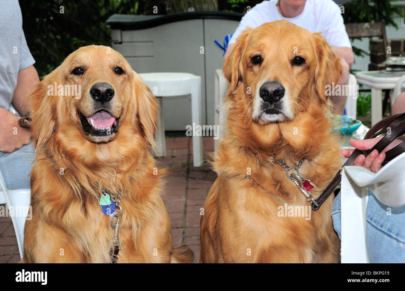 differences between male and female golden retrievers