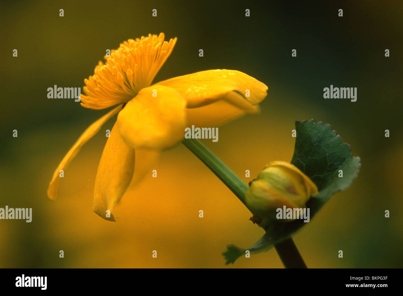 Stengel en gele bloem dotterbloem vanaf zijkant met gele achtergrond; Stalk and yellow flower of Marsh Marigold sidewards with yellow background Stock Photo