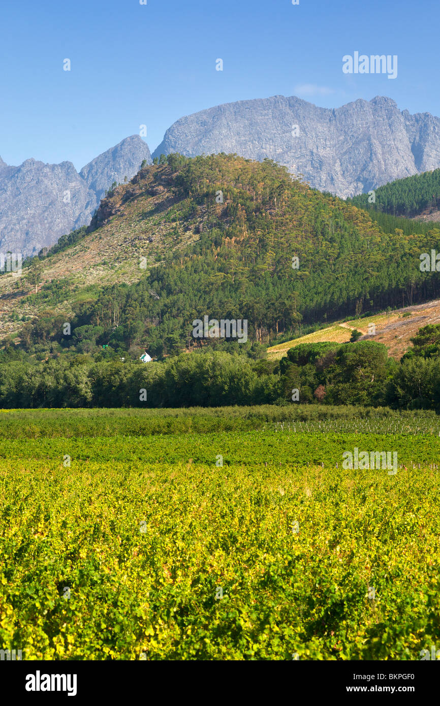 Vineyards in the Franschhoek valley, Western Cape Province, South Africa. Stock Photo