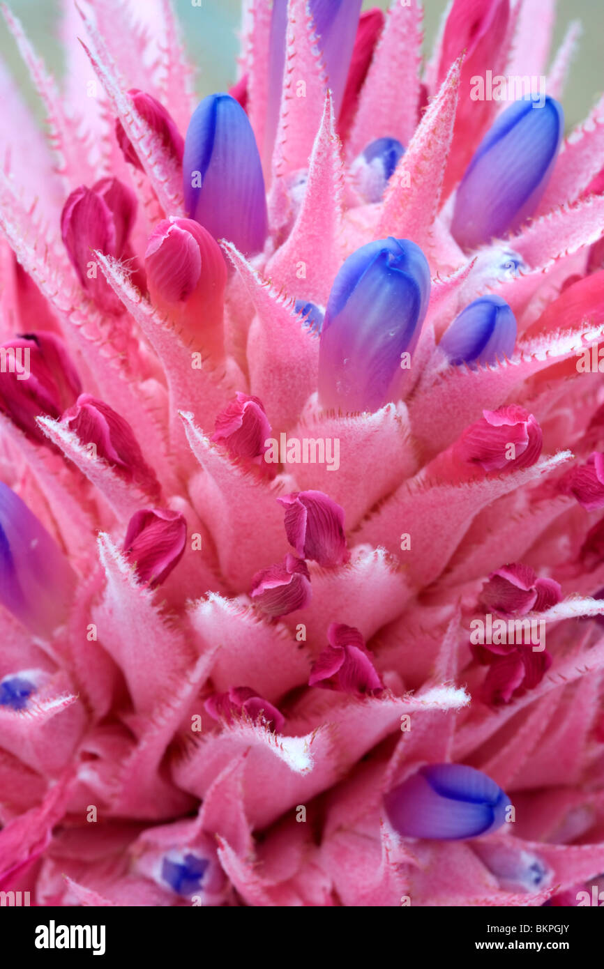 Close-up of a Bromeliad flower. Stock Photo