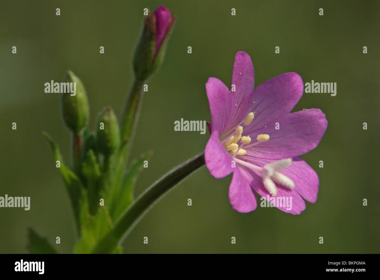 The flower of the Great Willowherb Stock Photo