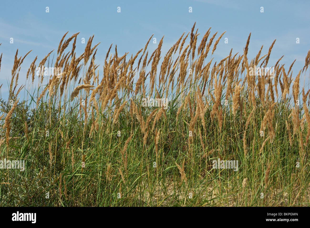 Grasses reed grass family hi-res stock photography and images - Alamy