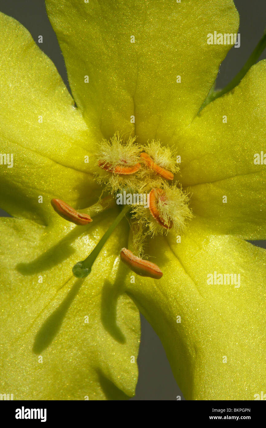 detail van een bloem; de bovenste 3 meeldraden hebben gele wolharen Stock Photo