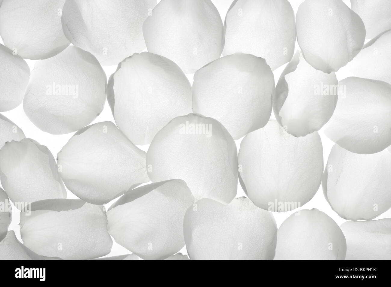 White rose transparent petals, wallpaper pattern flower texture