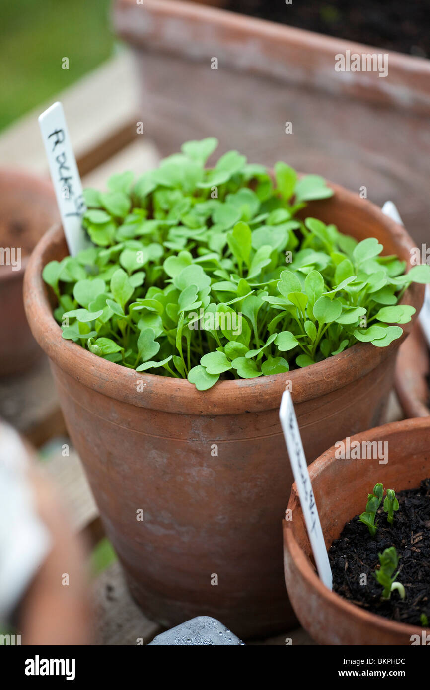 seedlings in pot's  ready to be planted out. Stock Photo