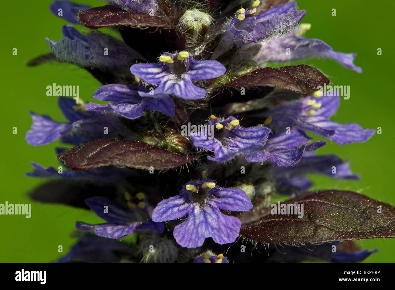 closeup of the flower of the Bugle Stock Photo Alamy