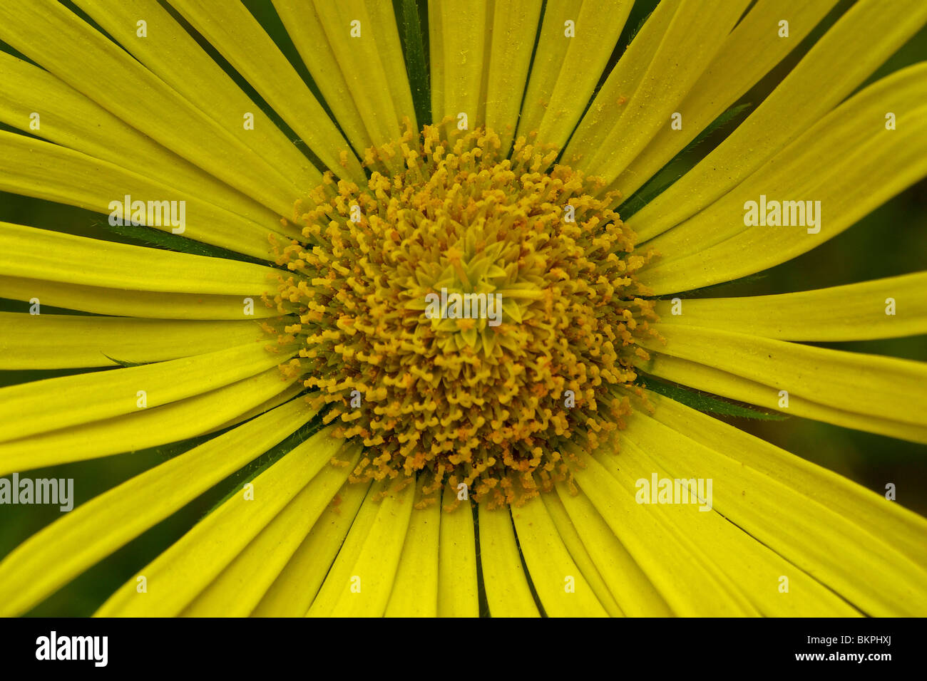 close up van het hart van een bloem Stock Photo